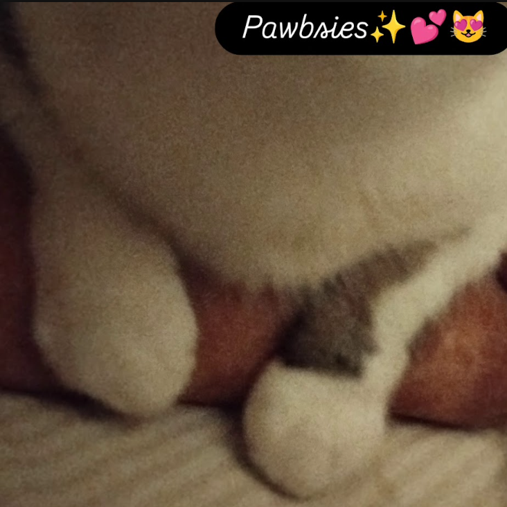 Closeup of Tuni's paws